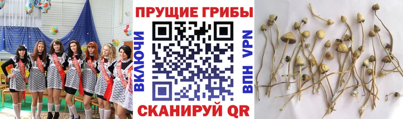Псилоцибиновые грибы Psilocybe  Ахтырский 